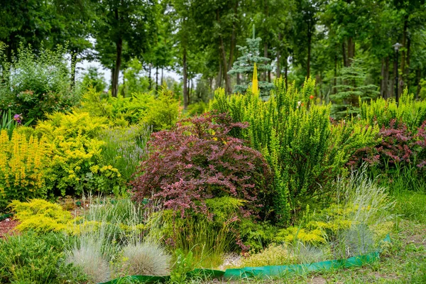 Feld Mit Frühlingsblumen Und Gras Schöne Grüne Landschaften Mit Blumen — Stockfoto