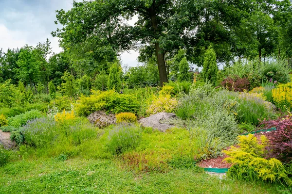 Vackra Gröna Landskap Blommor Och Växter Fjäderblommor Och Gräs — Stockfoto