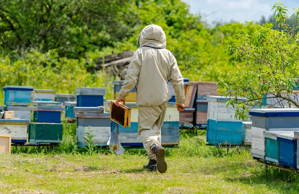 Apicoltura Naturale Estate Favi Legno Cera Api Raccolta All Aperto — Foto Stock