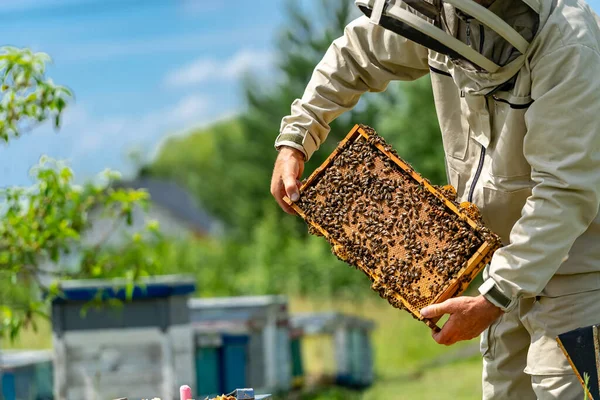 プロのおいしい蜂蜜を収穫 木枠で作業する養蜂家 — ストック写真