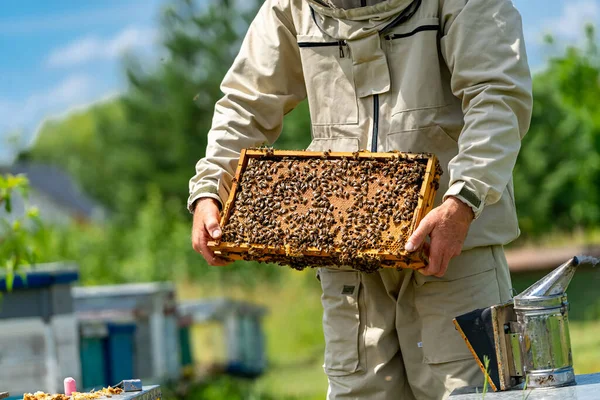 養蜂家は木製のフレームで作業します プロのおいしい蜂蜜を収穫 — ストック写真