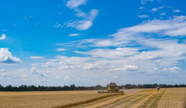 Güneşli çiftçiliğin tarlaları. Tarım sarı buğday hasadı.