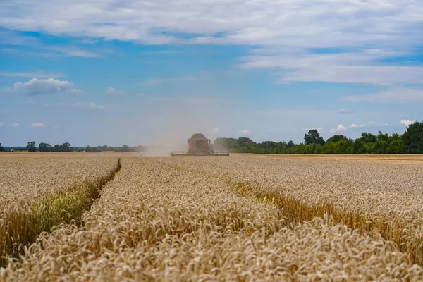Желтые Пейзажи Чипсов Пшеницы Сельскохозяйственный Сбор Солнечного Света — стоковое фото