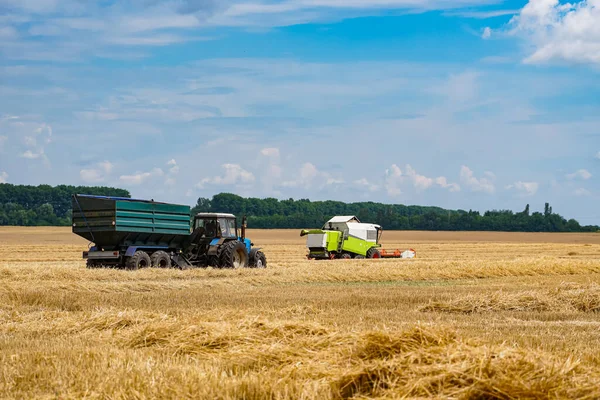 Збираємо Золоту Пшеницю Сільськогосподарський Транспорт Полі — стокове фото