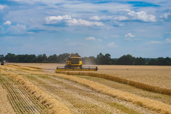 Збирання Золотих Літніх Пшеничних Зернових Єднати Харчові Сільськогосподарські Рослини — стокове фото