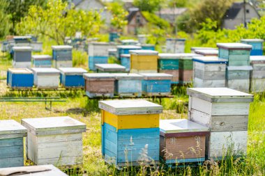 Ahşap bal peteği manzarası. Yaz bal arısı evleri.