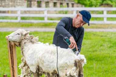 Farmer shearing the sheepskin. Farmworker cutting an animal. clipart