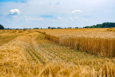 Tarladan altın buğday topluyorum. Sarı tahıl manzaraları.