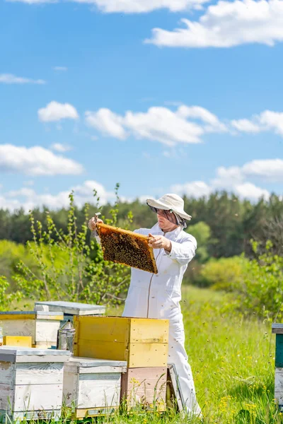 Zomer Smakelijke Honing Netelroos Bijenkaders Vol Honing Handen — Stockfoto