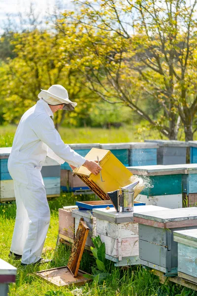 Άνδρας Προστατευτική Στολή Που Δουλεύει Μελίσσια Μελισσοκόμος Κρατώντας Ξύλινο Σκελετό — Φωτογραφία Αρχείου