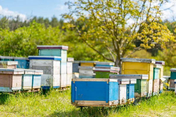 Zomer Honingbijenhuizen Houten Honingraat Landschap — Stockfoto
