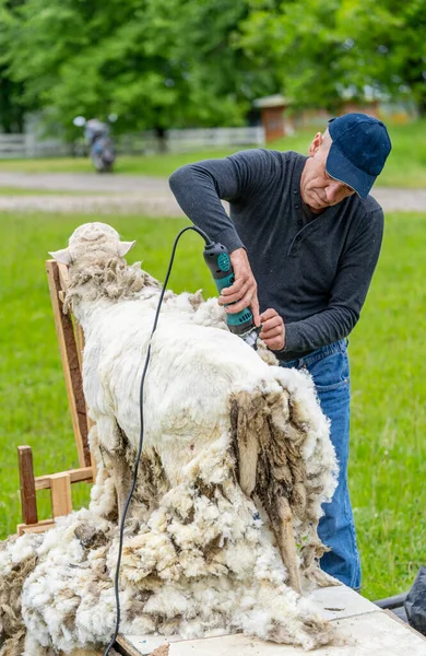 Animal trimming on a farm. Shearer working with a sheep.