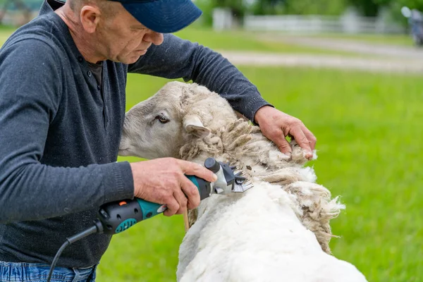 Shearer working with a sheep. Animal trimming on a farm.