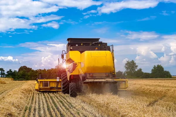 Trabajo Agrícola Verano Gran Cosechadora Cosechando Trigo Dorado Del Campo —  Fotos de Stock