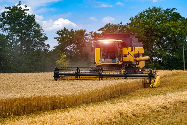 Cosechando Trigo Por Una Gran Máquina Agrícola Gran Combinador Trabajando —  Fotos de Stock