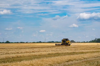 Tarlalardan olgun mahsulleri toplama süreci. Sahadaki özel teknisyen. Altın buğdaylı modern makineler. Mısır gevreği ya da buğday toplama. Ağır makineler