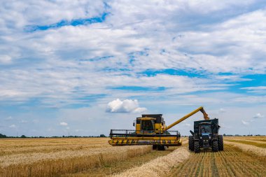 Tarım hasat çiftliği, güneşli bir günde mavi gökyüzüyle. Büyük ekin, altın buğday konseptini hasat ediyor.