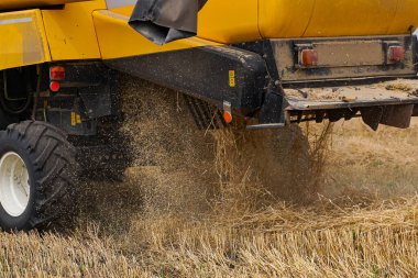 Buğday tarlasında biçilmiş hasatçının görüntüsü. Tarlalardan olgun mahsulleri toplama süreci. Yakın çekim.