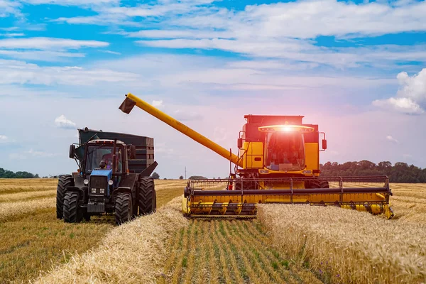 Landwirtschaftlicher Prozess Weizenfeld Während Des Sonnigen Tages Mit Blauem Himmel — Stockfoto