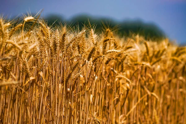 Vista Recortada Cosecha Trigo Amarillo Agrícola Crecimiento Del Campo Del —  Fotos de Stock