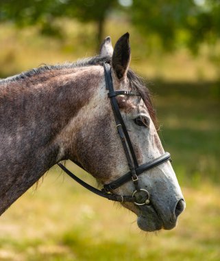 Doğal arka planda yelesi olan gri bir atın portresi. Yaz gününde güzel bir at portresi. Yakın plan. Hayvanlar kavramı