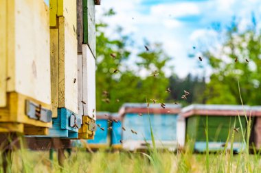 Yazın çayırdaki renkli arı kovanları. İniş tahtalarına uçan arılarla arı kovanında. Apiculture. Kovandaki arı içicisi