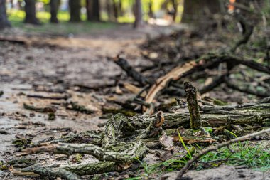 Kaba kurumuş kırık odun dalı. Arkadaki yeşil ağaç. Yakın plan. Orman ve doğa kavramı