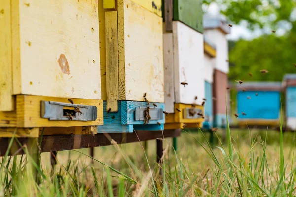 Ιπτάμενες Μέλισσες Κοντά Στην Κυψέλη Ξύλινη Κυψέλη Και Μέλισσες Πολλές — Φωτογραφία Αρχείου