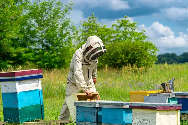 全景的养蜂人工作的风景与自信的表情 土地自然夏蜂群概念 — 图库照片