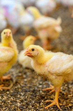 Çiftlik arka planında yerde güzel küçük bir tavuk var. Küçük tavuklar ailelerinde başka piliçlerle vakit geçiriyorlar. Yakın plan.