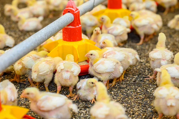 一群新孵出的小鸡在一个养鸡场上 小鸟吃特殊饲料中的谷物 农业商业概念 — 图库照片
