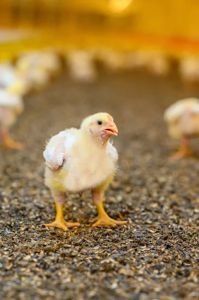 Bastante Pequeño Polluelo Amarillo Sentado Suelo Granja Con Muchos Pollitos —  Fotos de Stock