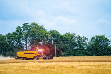 Hasat makinesinin dikey görüntüsü, güneşli yaz gününde tarım alanında buğday hasadını birleştiriyor. Çiftçilik kavramı