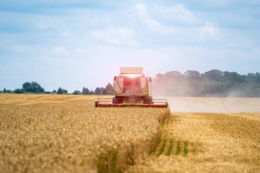 Yeşil birleştirilirken geniş görünüm. Sahadaki özel teknisyen yaz günü çalışıyor. Altın buğday kavramında modern makineler