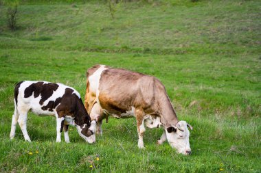 Süt sağan inek ve küçük bir buzağı otlaması. Otlaktaki inekler. Güzel siyah beyaz buzağı çayırda kahverengi ineğin yanında ot yiyor.