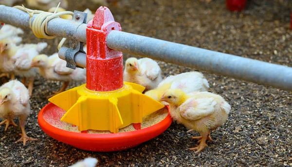 Cría Aves Pollitos Amarillos Que Comen Pienso Compuesto Comederos Especiales —  Fotos de Stock