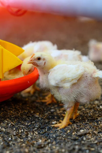 Vista Del Pollo Bebé Comiendo Grano Gran Granja Avícola Granja —  Fotos de Stock