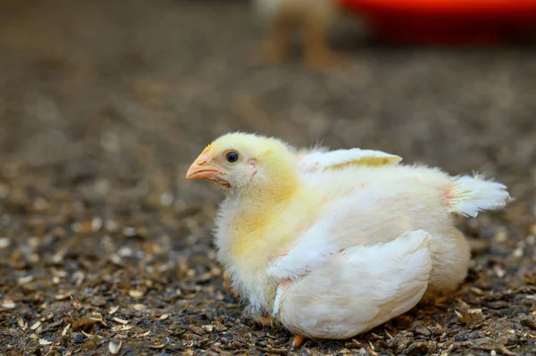 漂亮的黄色小鸡躺在农场的地上 可爱的新生绒毛鸡 后续行动 — 图库照片