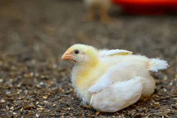 Bastante Pequeña Chica Amarilla Tendida Suelo Granja Adorable Pollo Esponjoso —  Fotos de Stock