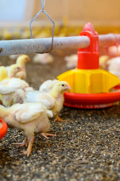 现代工厂里的小肉鸡小鸡在农场里繁殖 一排排带有小鸡饲料的水槽 家禽农业 靠近点 — 图库照片