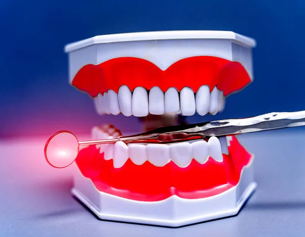 Educational Model Jaw Teeth Mirror Artificial Jaw Blue Color Background — Stock Photo, Image