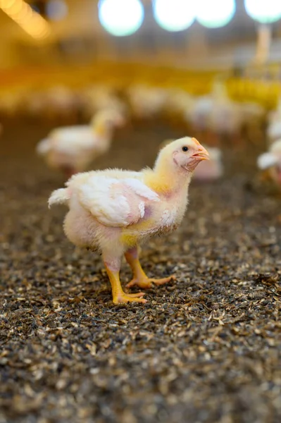 Pequeños Pollitos Esponjosos Agricultura Orgánica Cerca Pequeño Lindo Polluelo Caminando —  Fotos de Stock