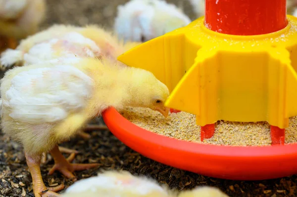 饲养家禽 黄色小鸡吃特殊饲料的复合饲料 粮食生产行业 后续行动 — 图库照片