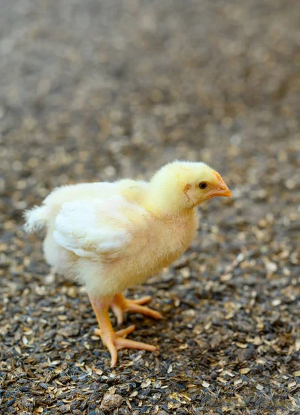 自然耕作的购物中心里的小鸡 黄色可爱的绒毛小鸡四处走动 — 图库照片
