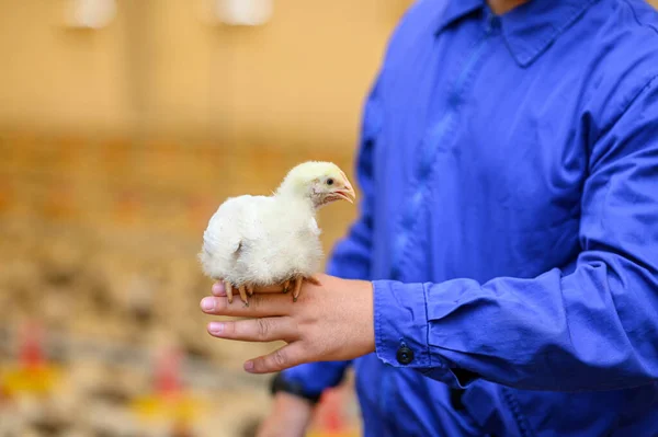 Manos Femeninas Sosteniendo Una Chica Una Granja Pollos Granja Pollos —  Fotos de Stock