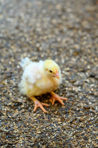 Bastante Pequeña Chica Amarilla Sentada Suelo Granja Adorable Pollo Recién —  Fotos de Stock