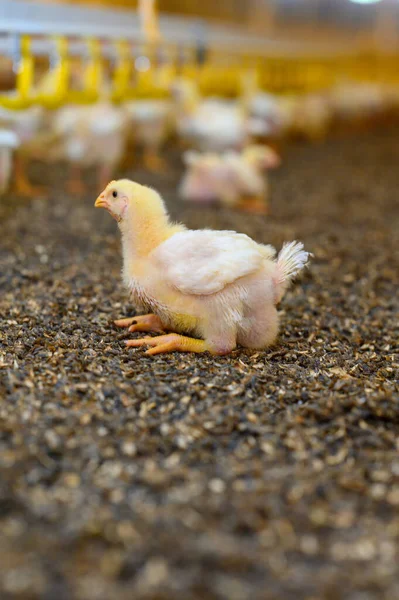 漂亮的黄色小鸡坐在农场的地面上 背景上有许多小鸡 可爱的新生小鸡 后续行动 — 图库照片
