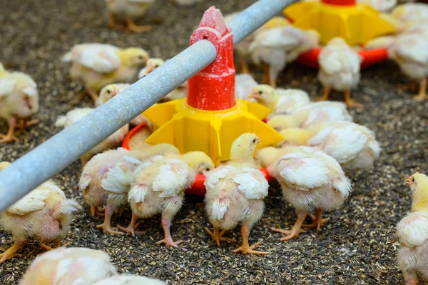 幼小的黄鸡站在家禽饲养场 吃着特殊饲养器提供的谷物 鸟类和农业企业概念 — 图库照片