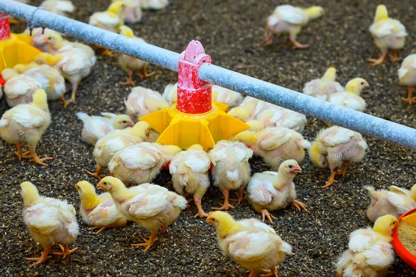 大型家禽饲养场的雏鸡景观 小鸟吃特殊饲料中的谷物 农业商业概念 — 图库照片