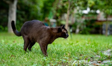 Burmalı komik bir kedi dışarıda yürüyor. Bahçede avlanırken mutlu kedi başka tarafa bakıyor. Tam boy görüş açısı. Hayvanlar kavramı